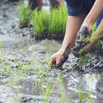 Sustainable-Farming-Practices