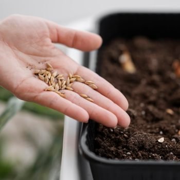 high-angle-woman-holding-seeds-planting-with-pot_23-2148850876